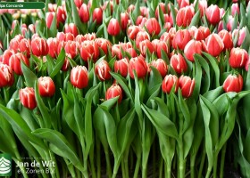 Tulipa Concorde ® (1)